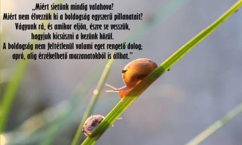 apro_orom.jpg apro_orom.jpg